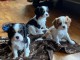 Chiots Cavalier King Charles à adopter en France 