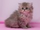 Magnifique chaton persan chinchilla  à adopter à adopter 