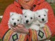 magnifiques chiots westie