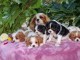 Magnifiques chiots cavalier king charles