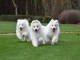 Superbes chiots samoyede