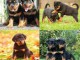 Chiots rottweiler  disponibles