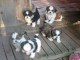 chiots shi tzu disponibles