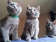 chatons chartreux disponibles