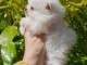 Adorable petit chiot spitz nain contre bon soins