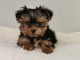 A donner Adorable yorkshire terrier femelle