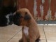 Donne chiot type Boxer  mâles et femelle