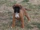 Chiot Boxer femelle et mâle a donner