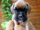 Chiot Boxer femelle et mâle a donner