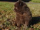 Chiot Spitz Allemand Femelle Naine