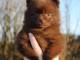 Chiot Spitz Allemand Femelle Naine