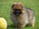 Chiot Spitz Allemand Femelle Naine