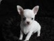 Donner chiot bébés chihuahua femelle