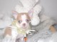 Chiot femelle chihuahua blanche crème à donner