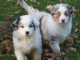 Adoption Chiot berger australien femelle bleu merlé