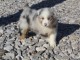 Adoption Chiot berger australien femelle bleu merlé