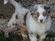 Adoption Chiot berger australien femelle bleu merlé