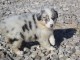 Adoption Chiot berger australien femelle bleu merlé