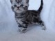  don chatons british shorthair