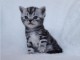  don chatons british shorthair