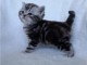 don chatons british shorthair  