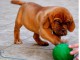 A DONNER Dogues de Bordeaux bien typés Pour Noel