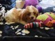 A DONNER chiot Cavalier King Charles femelle Pour Noel