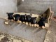 Chiots Type Berger Allemand pour Noël