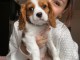 Chiots Cavalier King Charles A DONNER