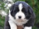 Chiots Border Collie POUR ADOPTION 