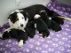 Chiots Border Collie POUR ADOPTION 