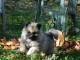 Chiots Spitz allemand LOF 