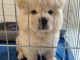 Don splendides Chow Chow