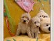 Adorables bb Caniche disponible