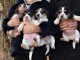 Dons Chiots Beagle Dispo