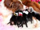  Magnifiques Chiots Border Collie Pure Race