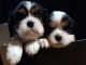 Chiots Cavalier King Charles Spaniel