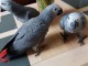 perroquets jako mâles et femelles ludiques à vendre