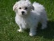 Adorable chiot bichon maltais femelle a donner