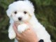 Adorable chiot bichon maltais femelle a donner