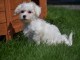 Adorable chiot bichon maltais femelle a donner A DONNER Chiot typ