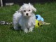 Adorable chiot bichon maltais femelle a donner