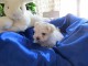 Adorable chiot bichon maltais femelle a donner