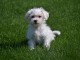 Adorable chiot bichon maltais femelle a donner