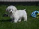 Adorable chiot bichon maltais femelle a donner