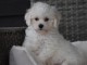 Adorable chiot bichon maltais femelle a donner