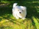 Adorable chiot bichon maltais femelle a donner