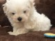 Adorable chiot bichon maltais femelle a donner