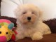 Adorable chiot bichon maltais femelle a donner