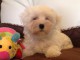 Adorable chiot bichon maltais femelle a donner